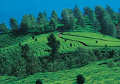 kerala tourism, south india tourism